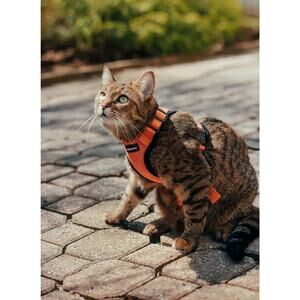 Rabbitgoo Orange Cat Harness Medium New Open Box NOB